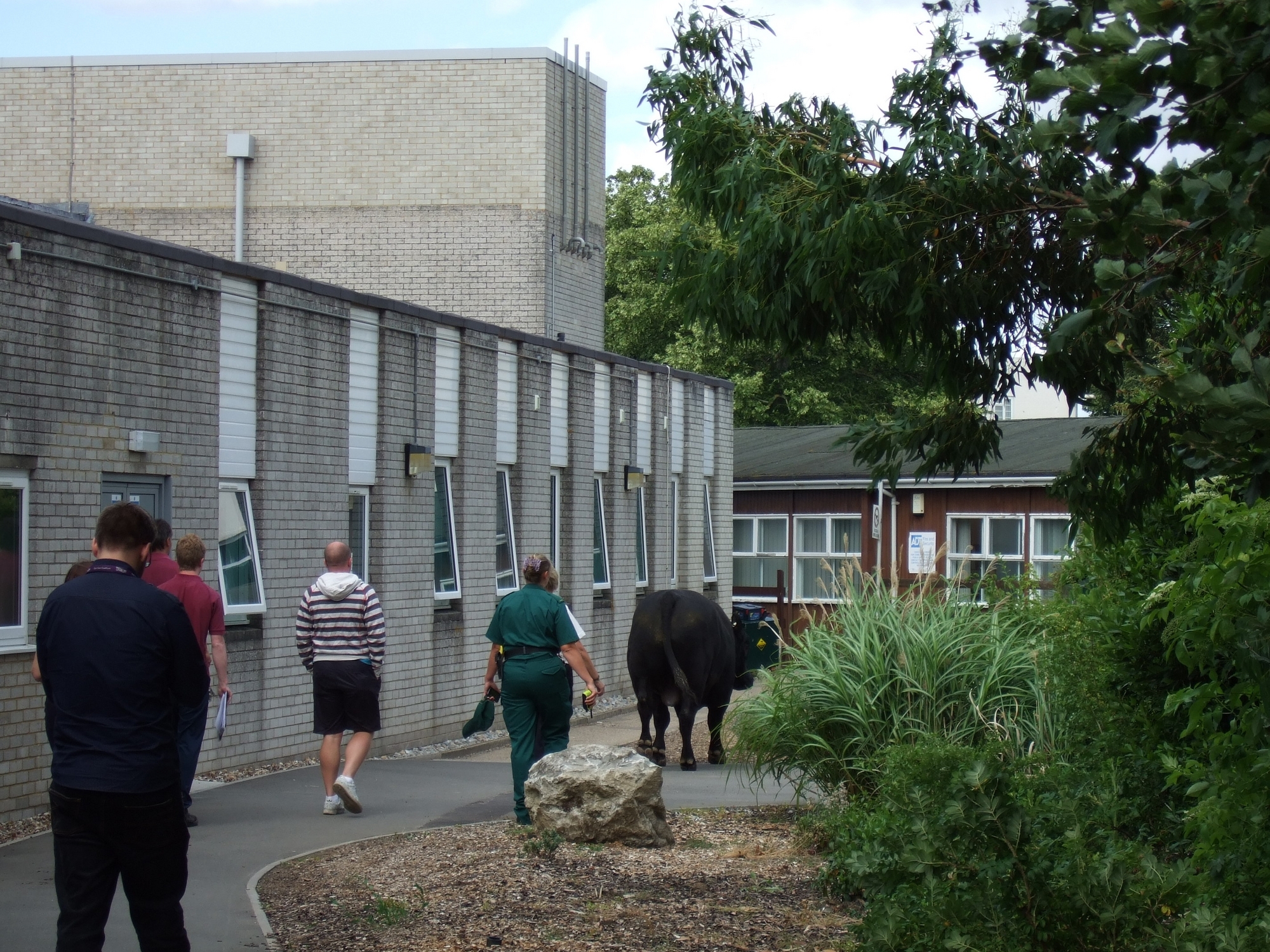 Bull Captivity Runaway bull captured in hospital grounds | Nursing Times