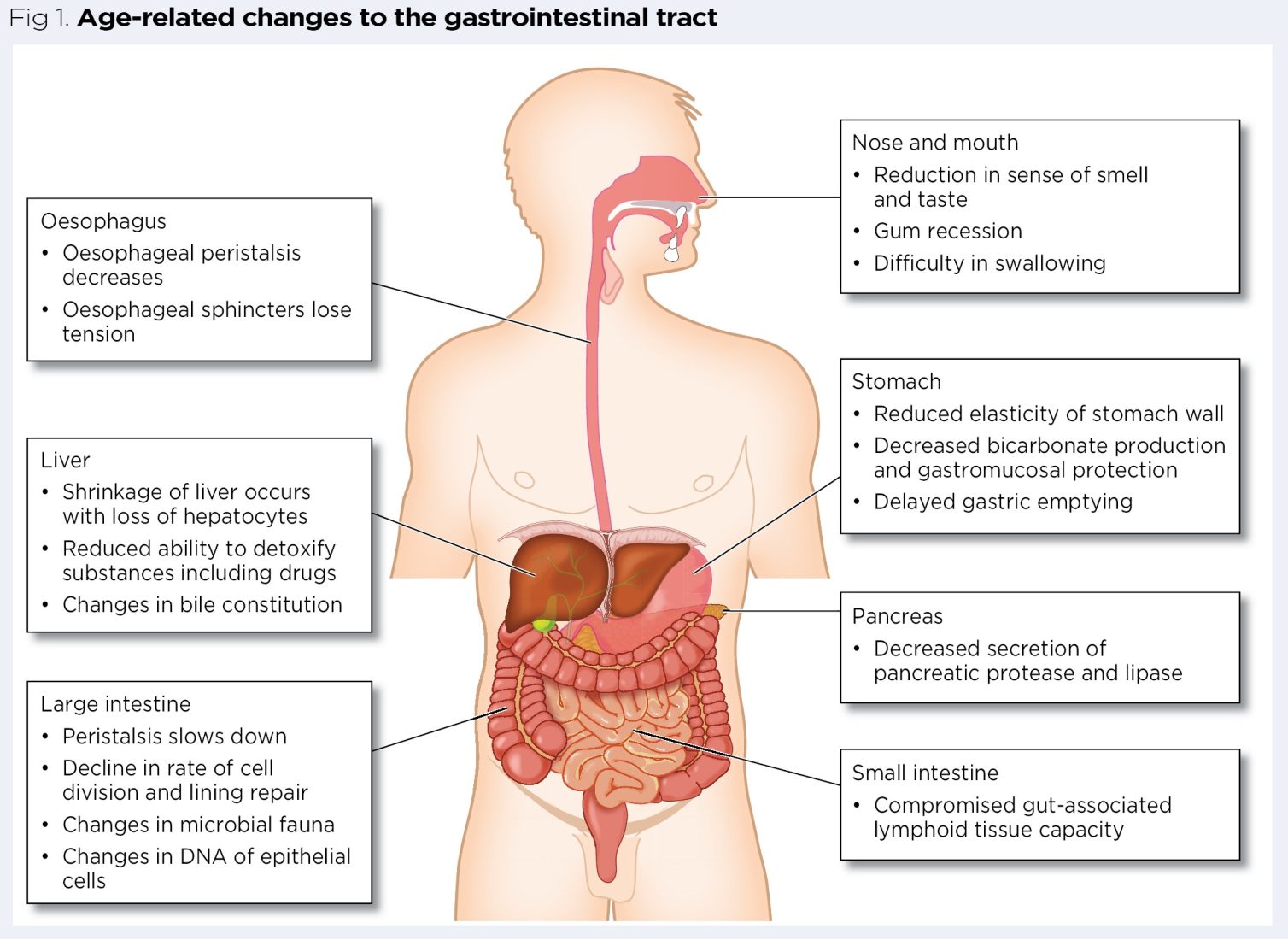 Anatomy and physiology of ageing 3: the digestive system | Nursing Times