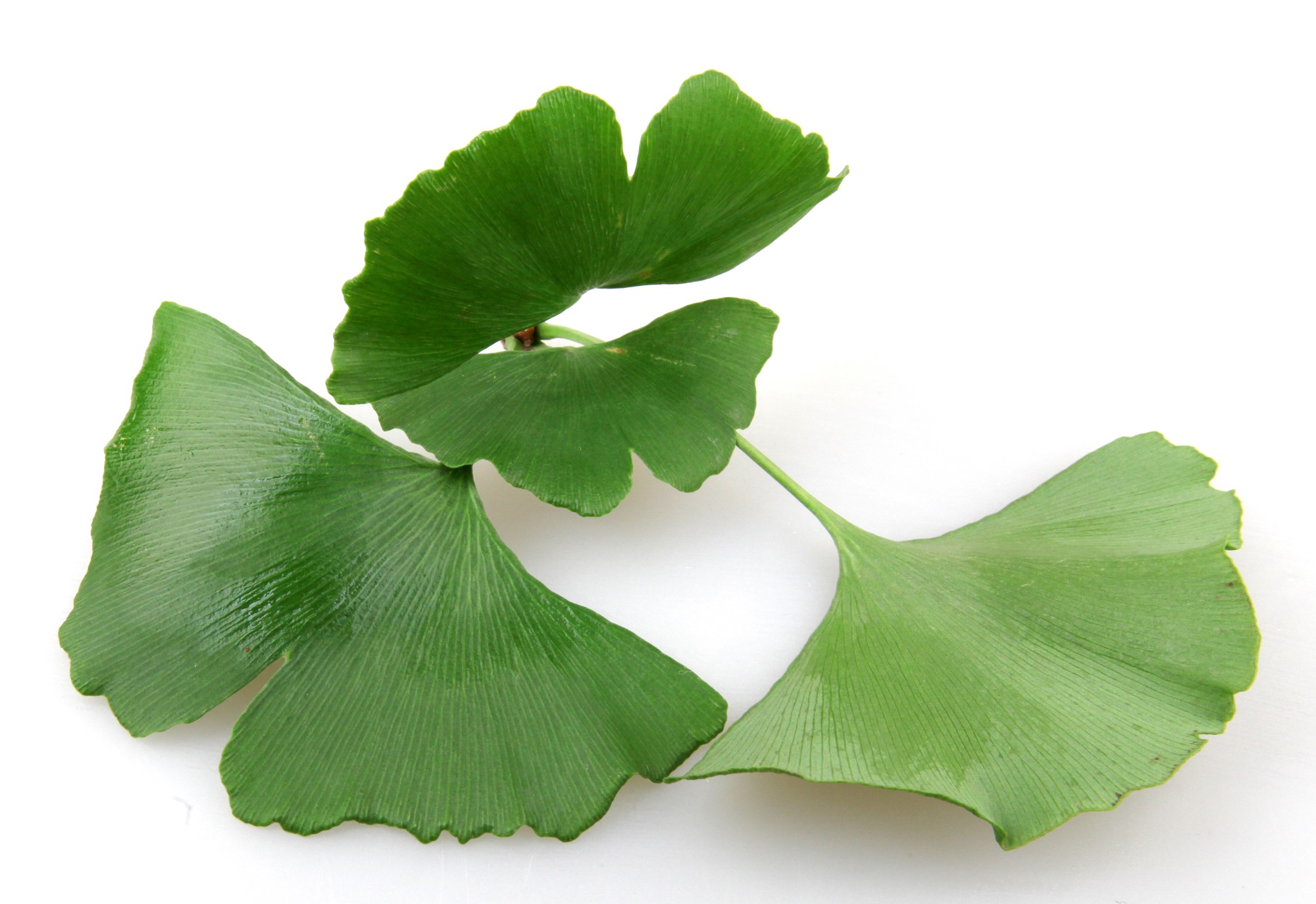 Gingko biloba may help boost memory and function after stroke Nursing