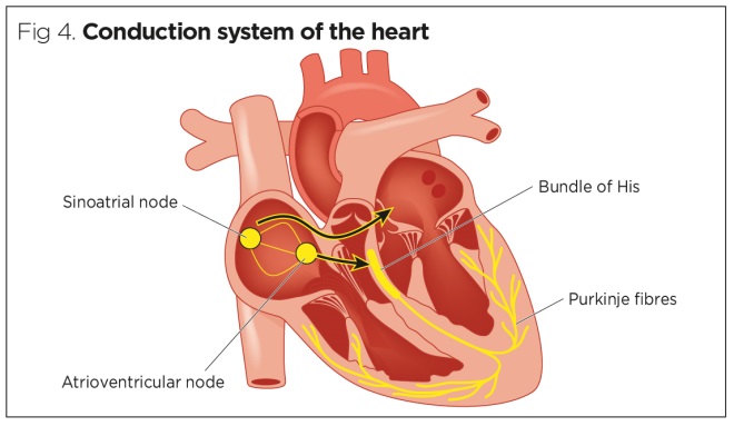 Electrical system of the heart diagram
