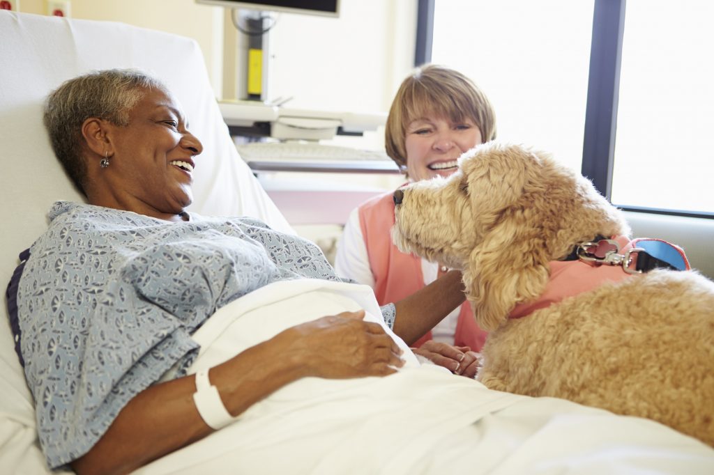 Pioneering Guidance Launched On Use Of Dogs In Healthcare Settings 