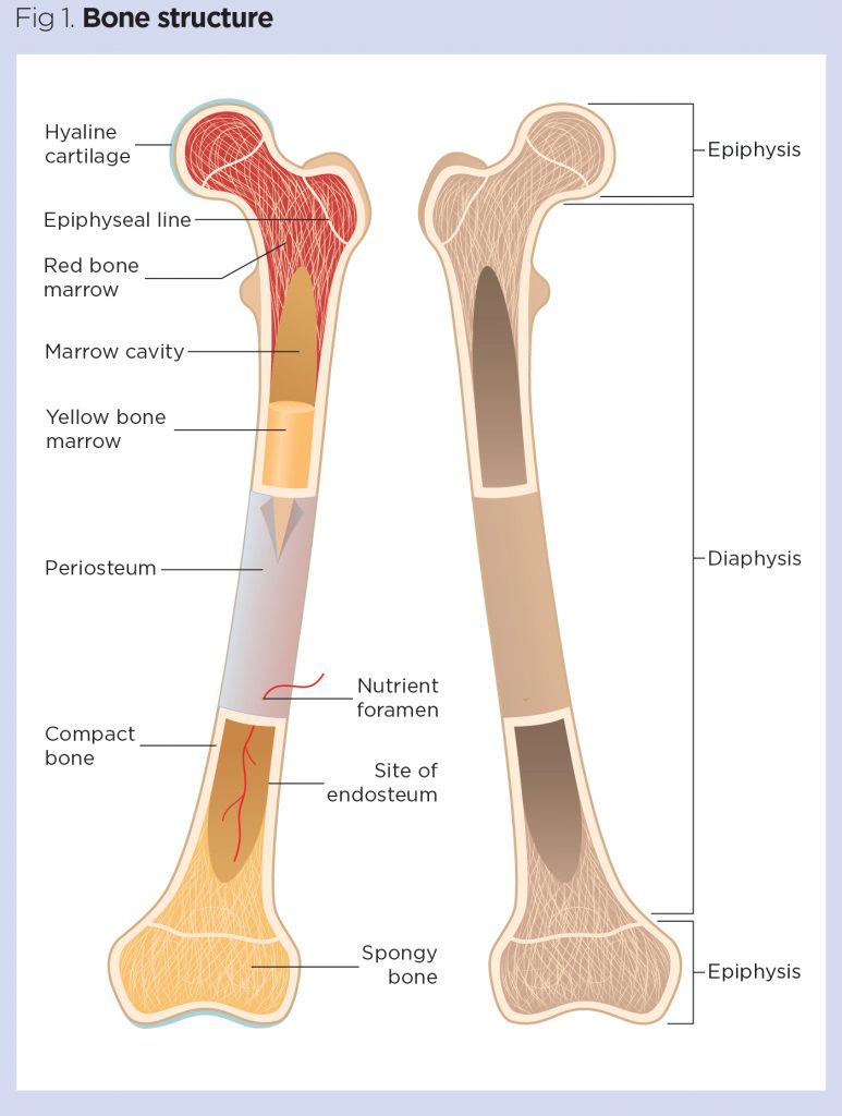 How To Learn The Bones INFOLEARNERS