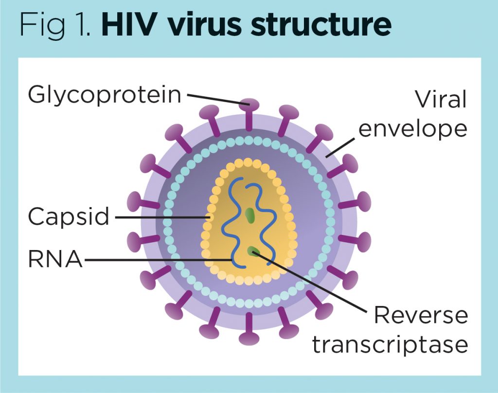 HIV 1 Epidemiology Pathophysiology And Transmission Nursing Times