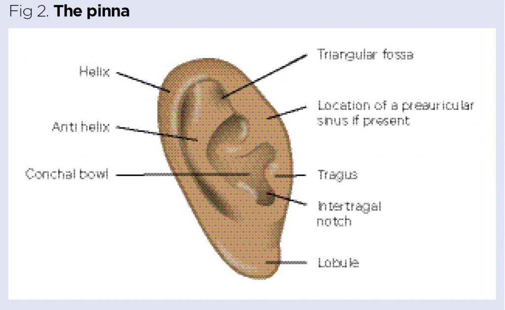 Ear Diagram Pinna External Ear Parts FGRA