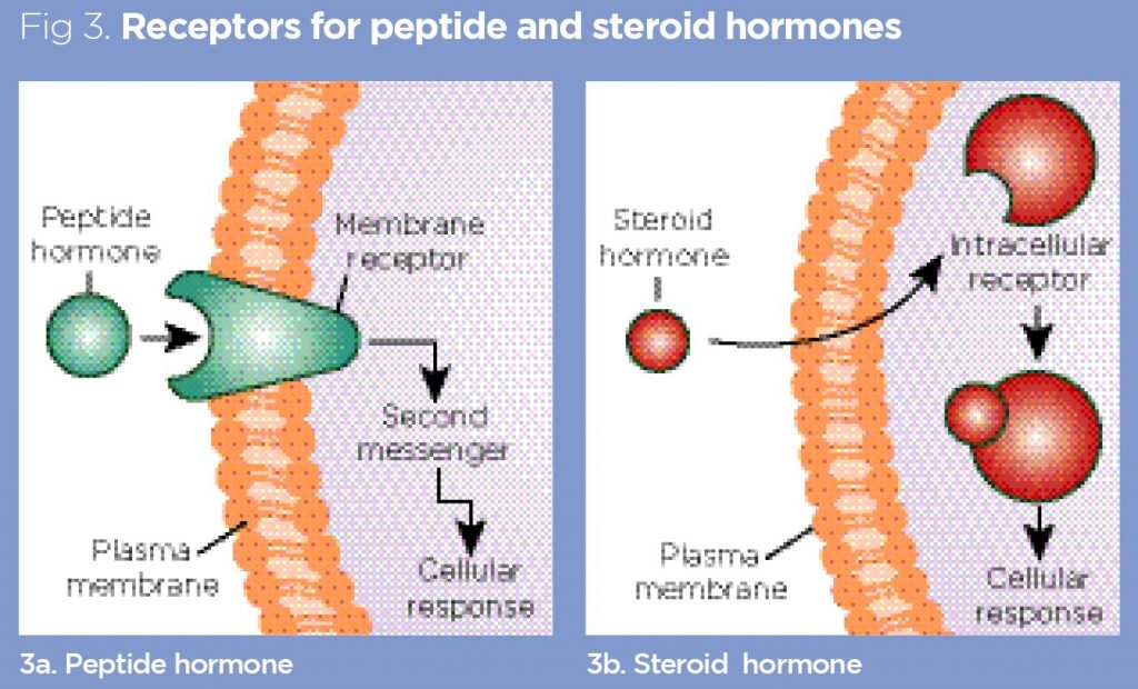 Endocrine System 1 Overview Of The Endocrine System And Hormones Endocrine System 1 Overview Of The Endocrine System And Hormones