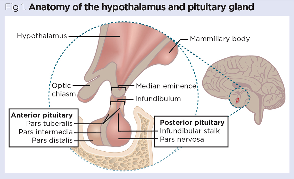 Difference Between Anterior And Posterior Pituitary Gland LDEPE Difference Between Anterior And Posterior Pituitary Gland LDEPE