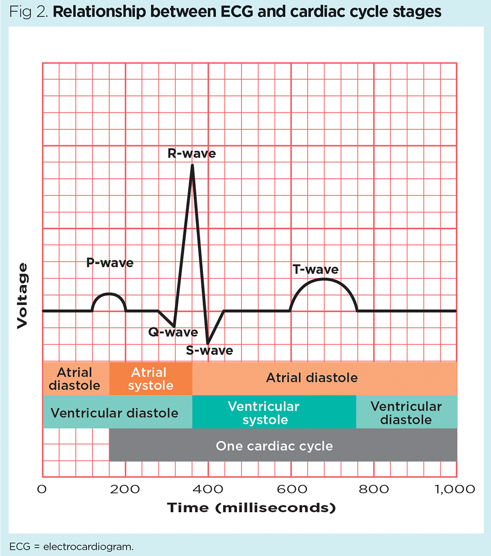 Electrocardiogram 1 Purpose Physiology And Practicalities Nursing Times Electrocardiogram 1 Purpose Physiology And Practicalities Nursing Times