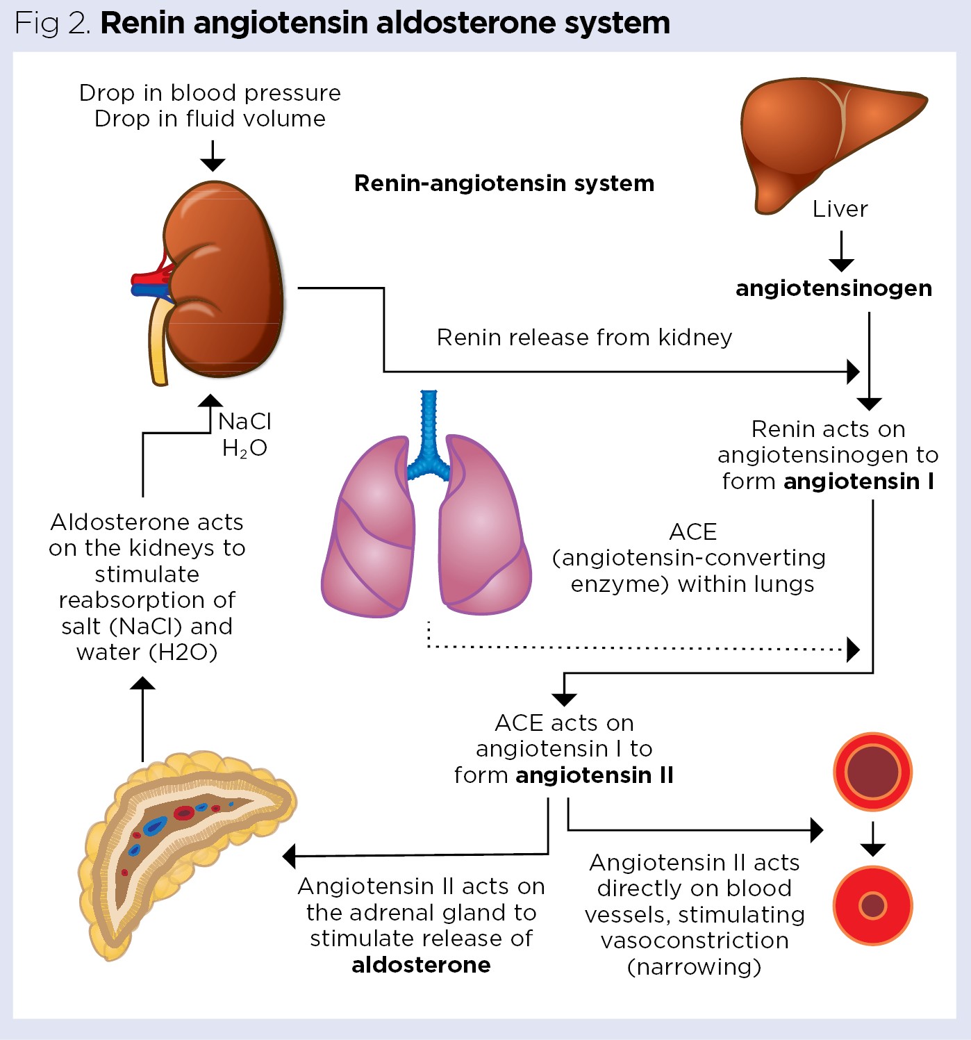 Types Of Adrenal Gland And Their Functions Pdf Infoupdate