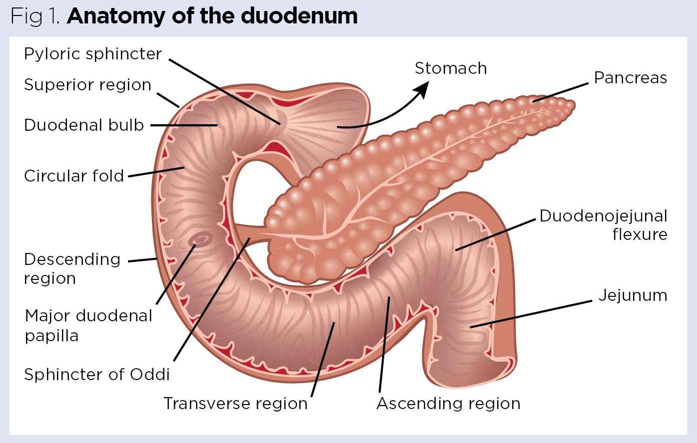 Duodenum Anatomy Duodenum Wikipedia