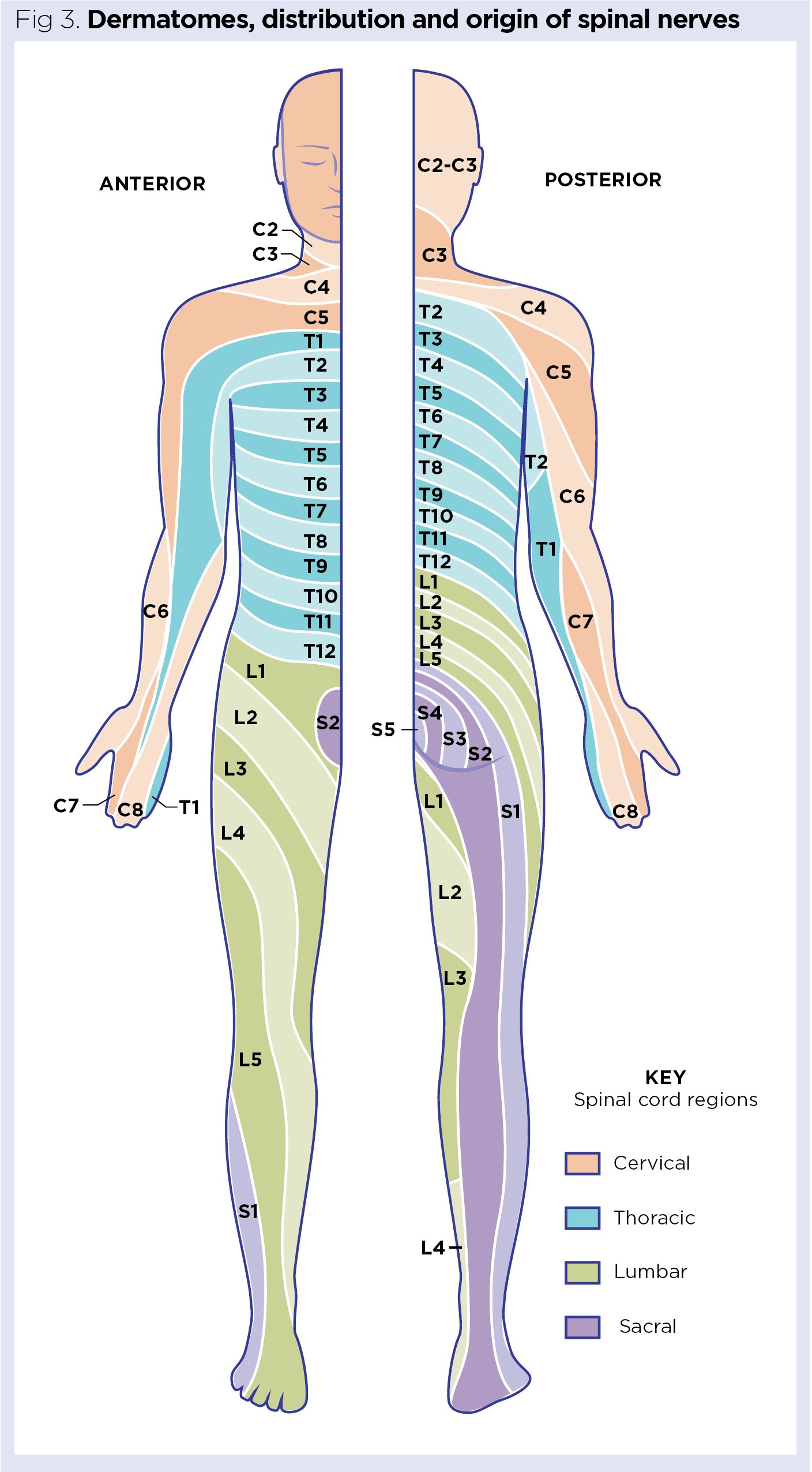 Lumbar Spinal Nerves Chartpain Body Map Chart