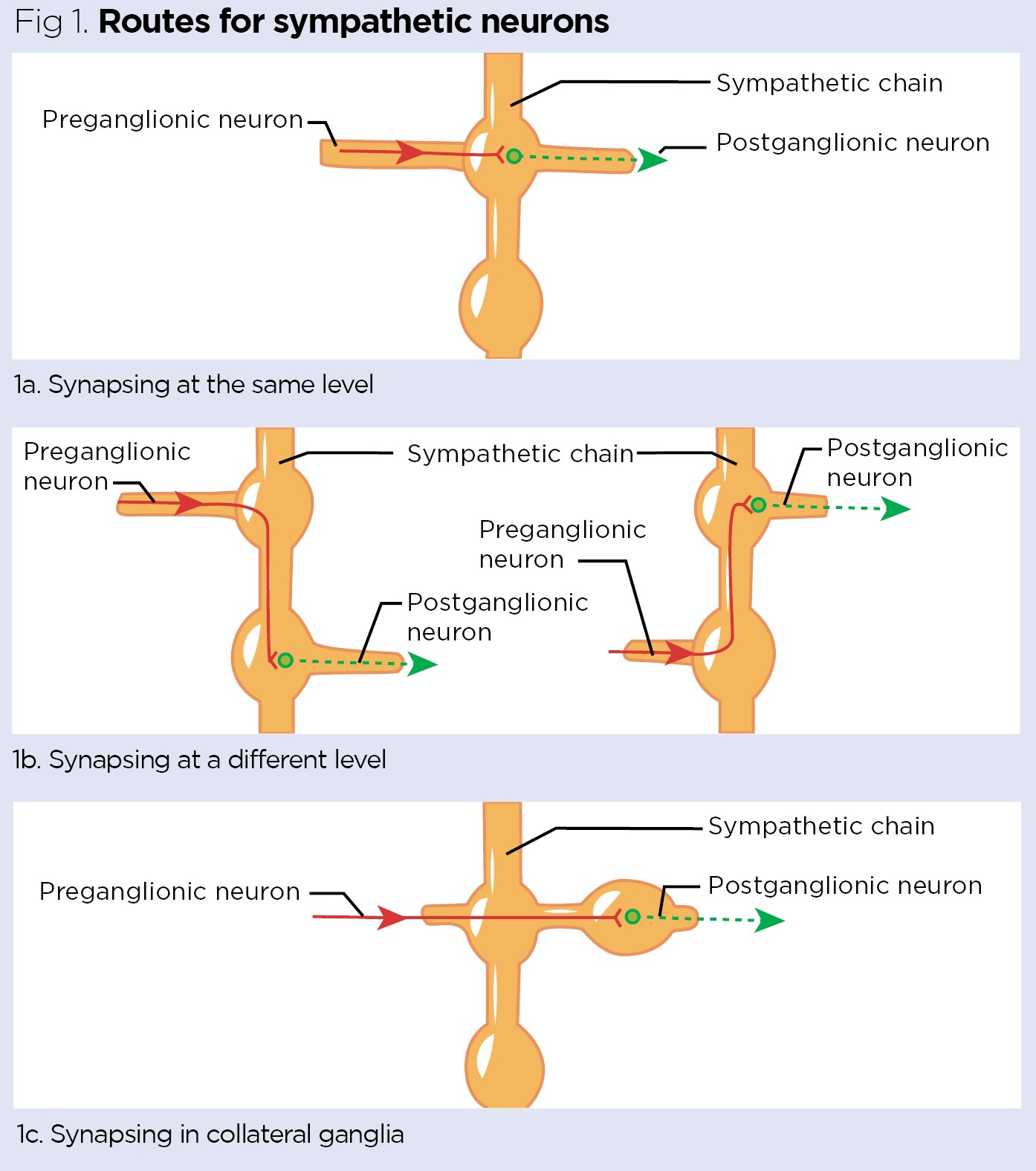 Autonomic Nervous System (ANS): What It Is and How It Works