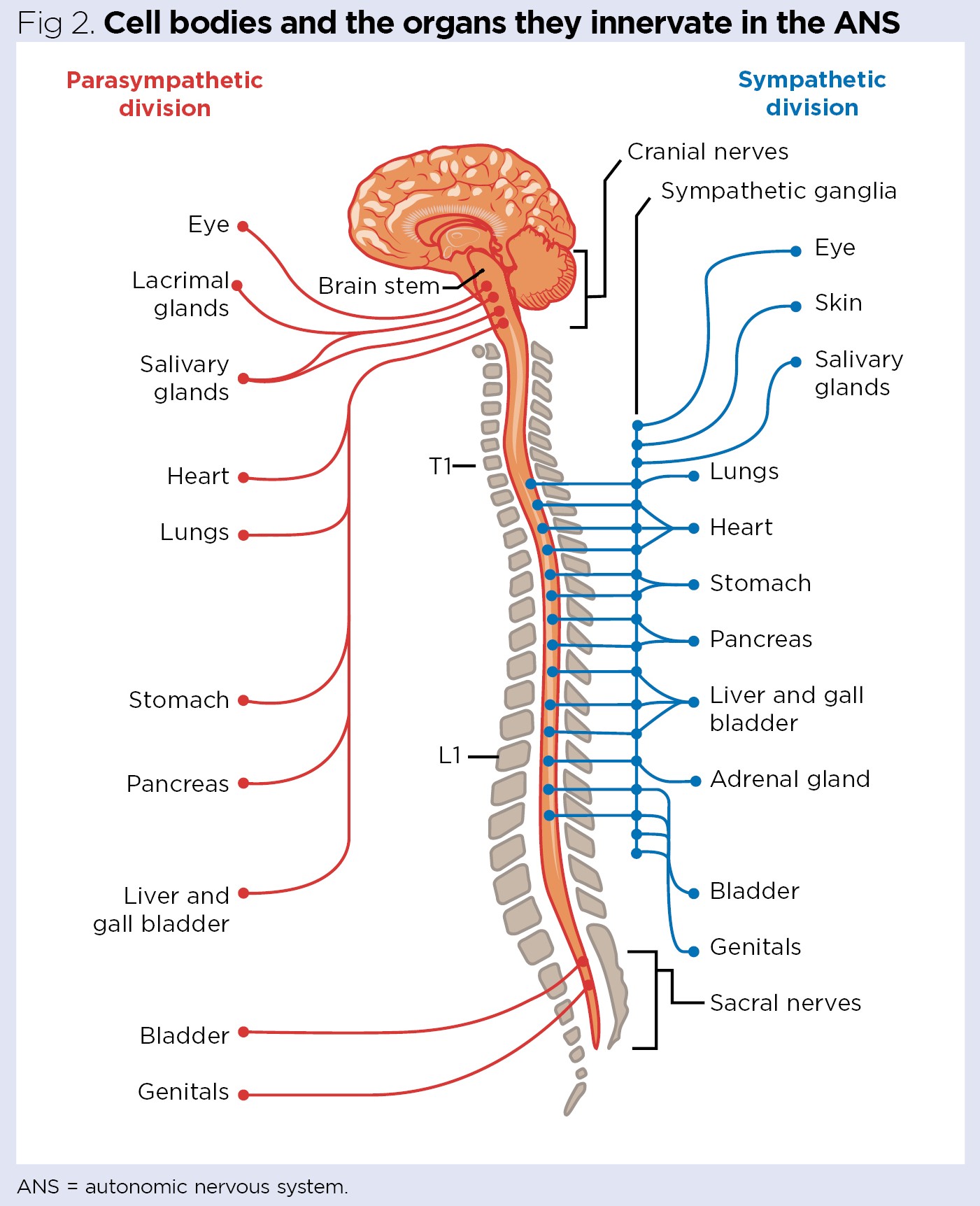 autonomic nervous system