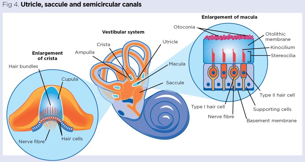 Sense Of Hearing Diagram