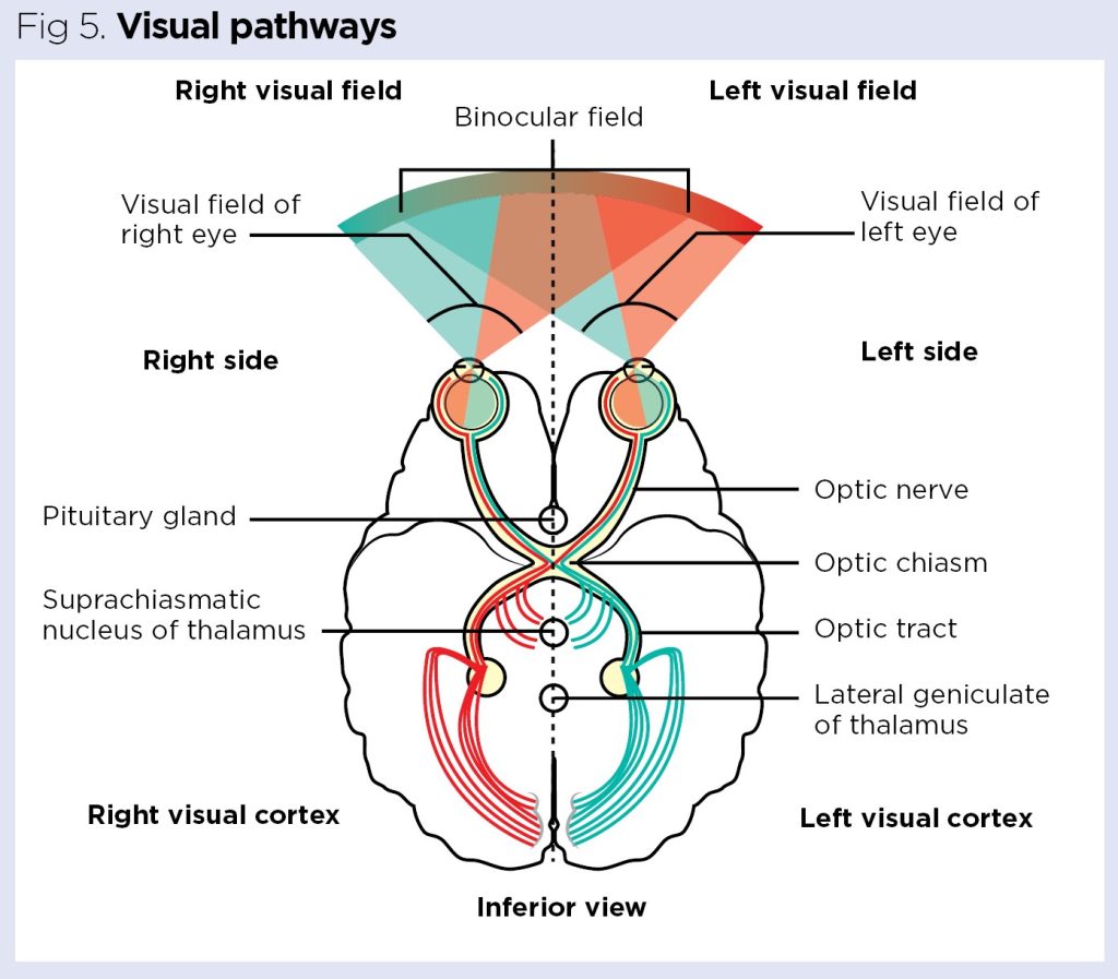 The Senses 2 Vision Eye Anatomy And The Visual Sensory System