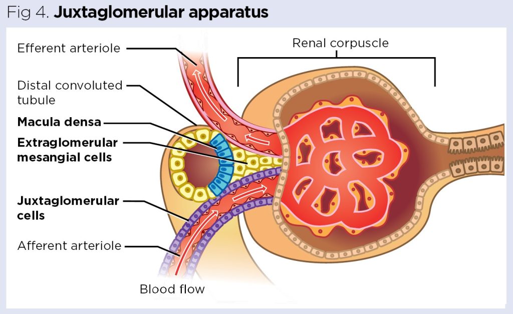 Renal System 1 The Anatomy And Physiology Of The Kidneys Nursing Times Renal System 1 The Anatomy And Physiology Of The Kidneys Nursing Times