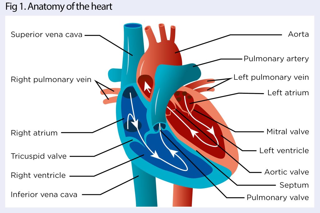 How to conduct a cardiovascular assessment in advanced practice