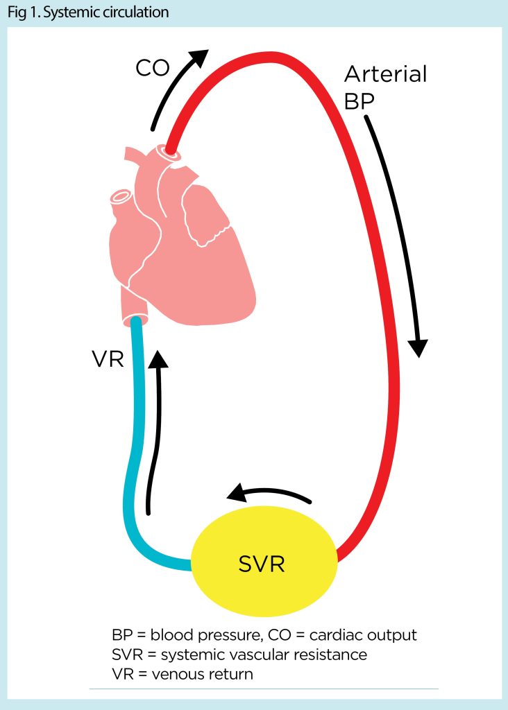 Increased Svr Orthostatic hypotension 1: the physiology of blood pressure regulation ...