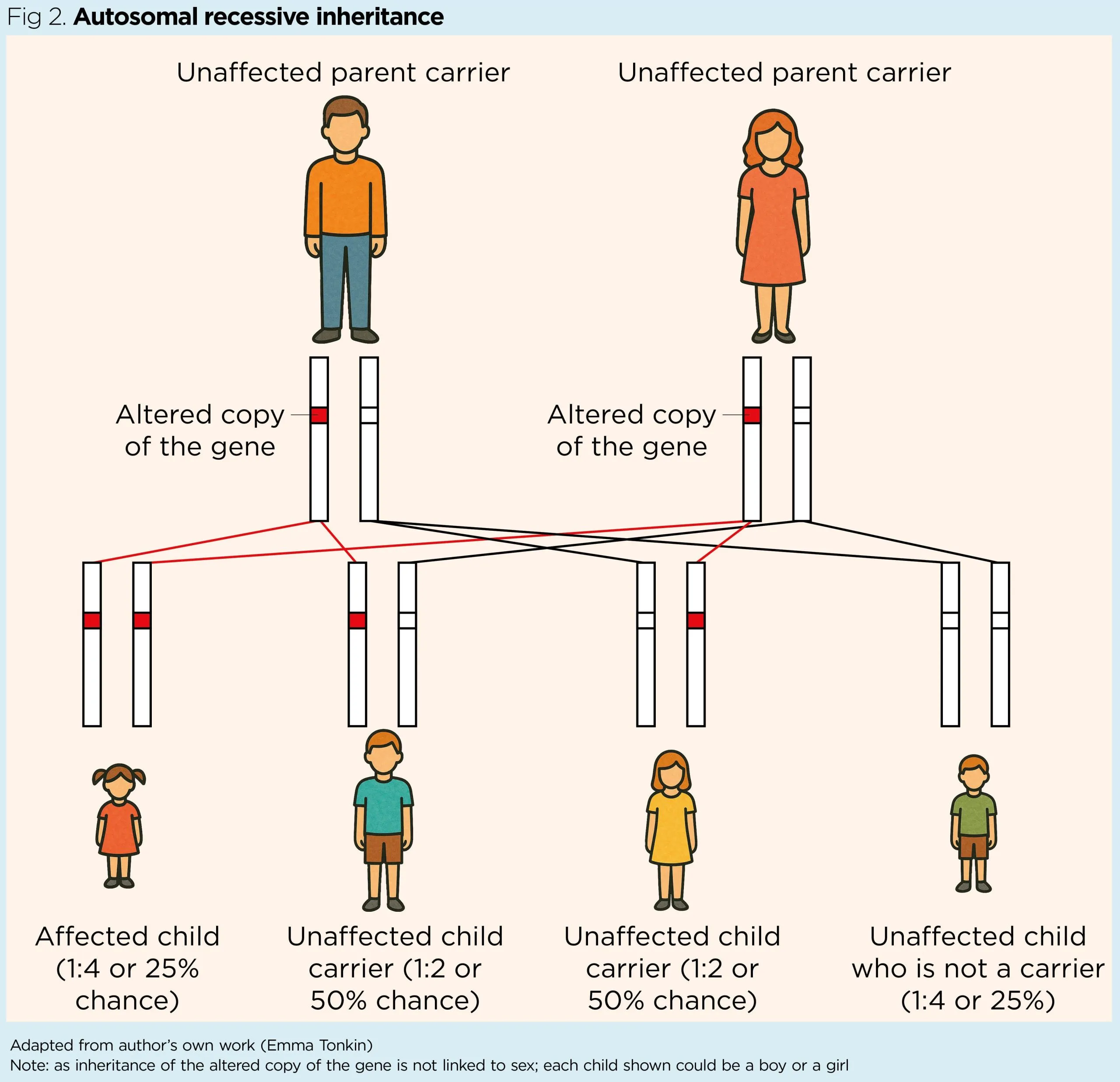 Understanding the key features of sickle cell disease and beta ...