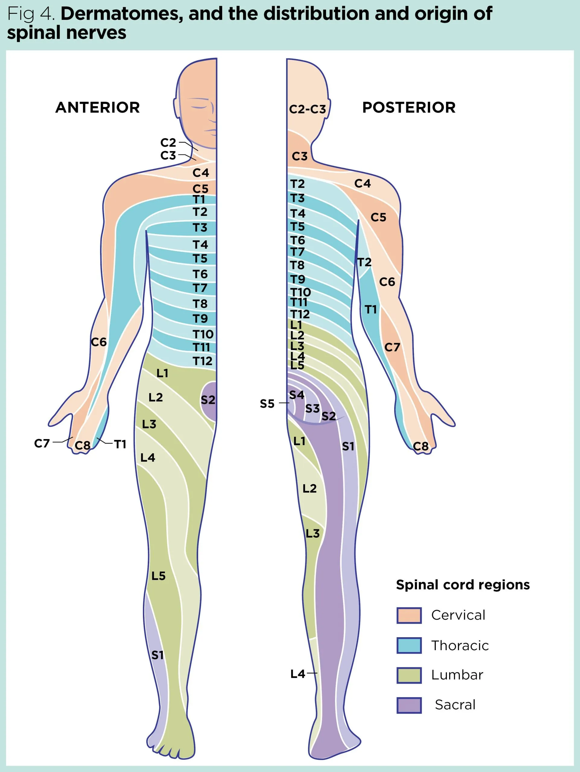 Back pain: learning about spinal anatomy and physiology | Nursing Times